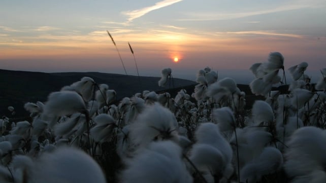 Wild Cotton at sunset at the Sally Gap (Pic: Wayne Leitch)