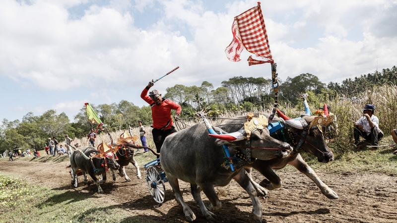 Contestants compete during a 'Mekepung' traditional water buffalo race near Negara, Bali, Indonesia