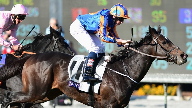 Magician took the honours in November's Breeders' Cup Turf