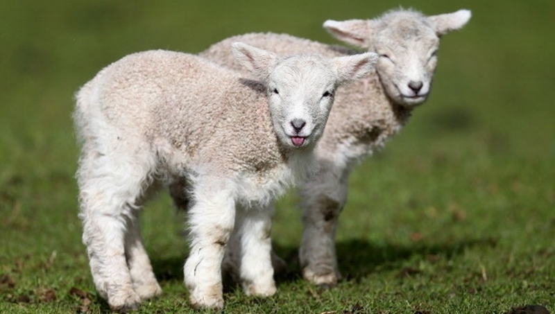 The lambs (not the ones pictured) died of a heart attack following the incident