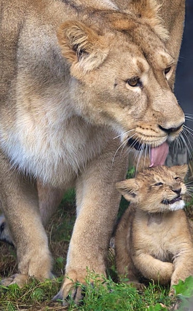 Dublin Zoo recently celebrated the birth of their male Asian lion cub.