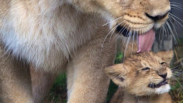 Dublin Zoo now wants members of the public to suggest a name for the new arrival, based on his Asian origin All photos: Patrick Bolger