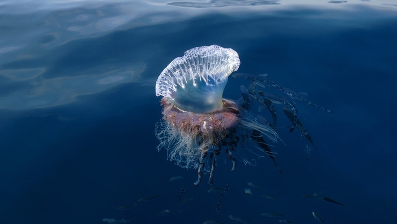 Anyone who believes they have seen a Portuguese man-o-war should report it