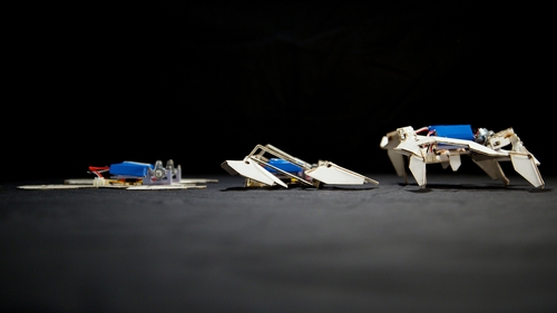 The self-folding crawling robot in three stages (Pic: Seth Kroll, Wyss Institute)