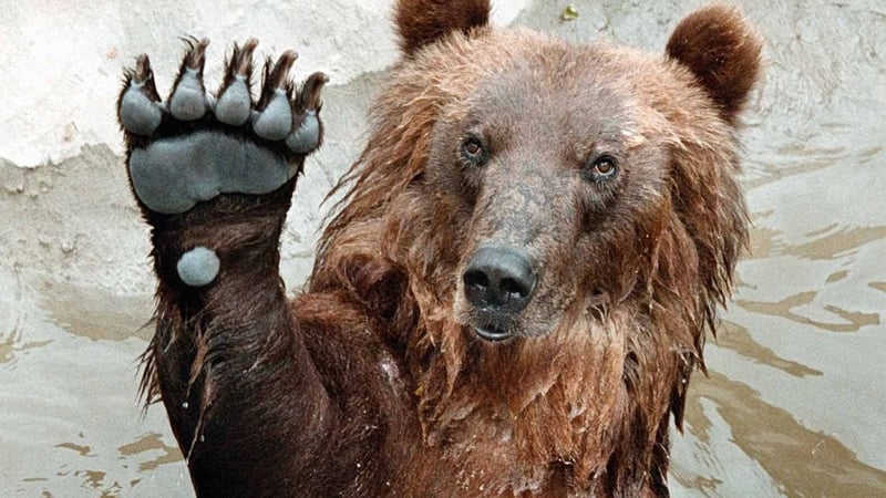 Polish apples are a particular favourite of the bears at Moscow Zoo