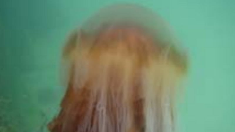 The Lions mane Jellyfish has been spotted in Sutton (pic: IWS)