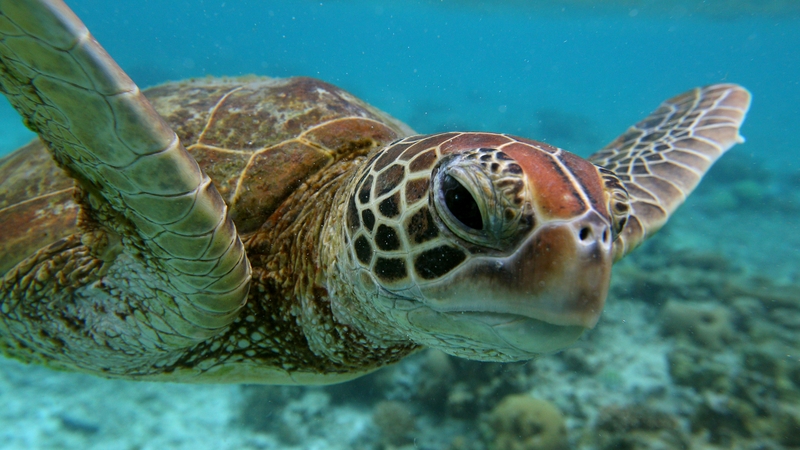A hawksbill sea turtle swims near the reed off Lady Elliot Island