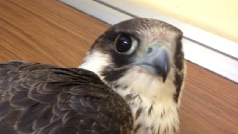 The bird was so badly injured it had to be euthanised