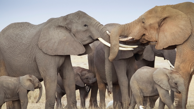 Elephants at the Amboseli National Park in southern Kenya