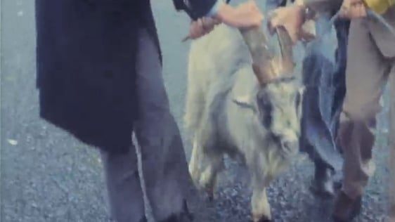 King Puck Goat