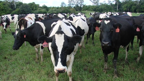 73% of agriculture emissions in 2022 were from livestock activities