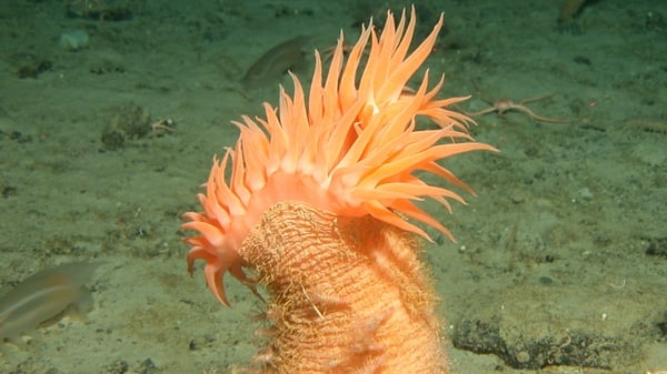 The atlas catalogues species including seaweeds, corals, worms, moss animals, starfish, and birds
