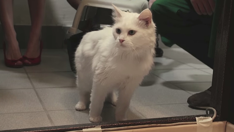 There are ten different cats to choose from that will attend the owner's housewarming