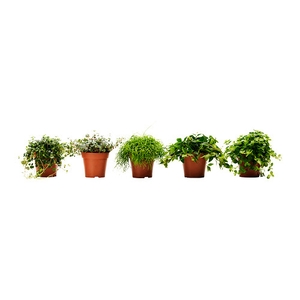Himalayamix potted plant €5 at Ikea