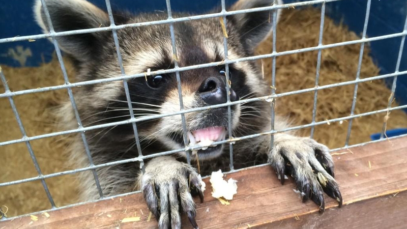 The DSPCA apointed out that raccoons have the potential to become invasive in Ireland if they escape or are released