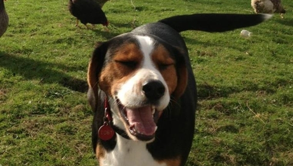 Toby had been missing from his Limerick home since Sunday (pic:autism assistance dogs Ireland)