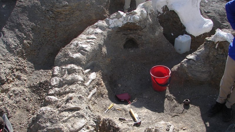 Its weight was calculated on the basis of the bones in its upper arm and thigh