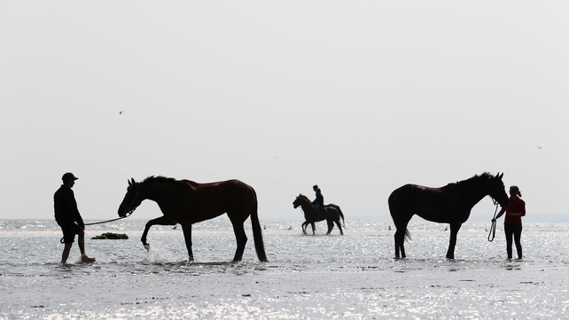 Horses and their grooms cool down