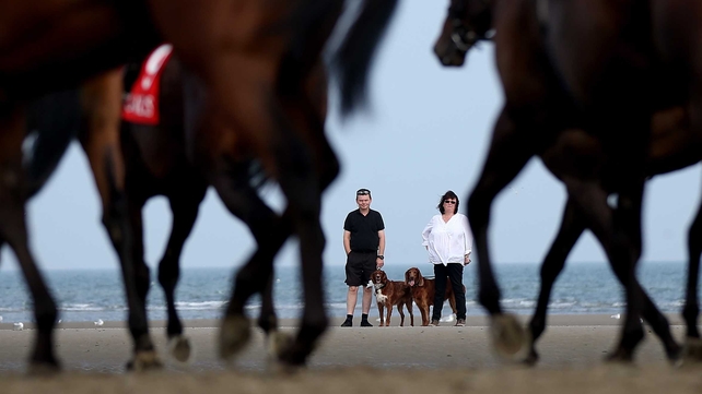 Man and beast enthralled by the action at Laytown