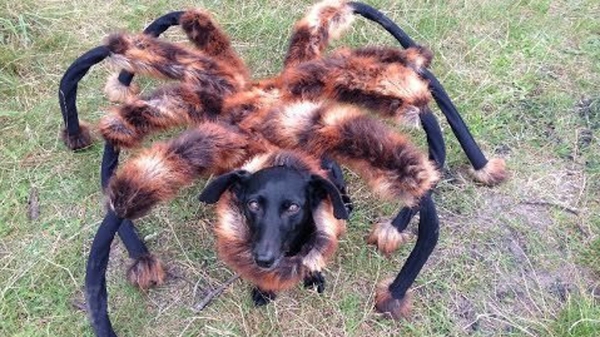 Mutant Giant Spider Dog is the big YouTube star of 2014