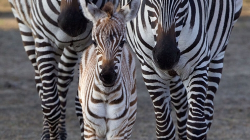 Dublin Zoo's new arrival