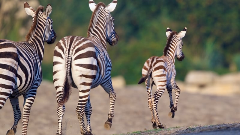 Dublin Zoo said the claims have unfairly undermined the work of its staff