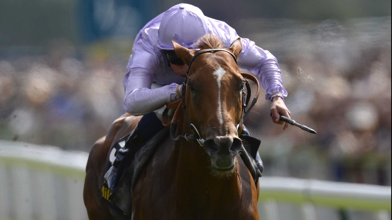 The progressive Dutch Connection has won his last two starts