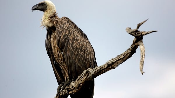 When we refer to vulture funds, what we're essentially talking about are various forms of private equity firms and pension funds