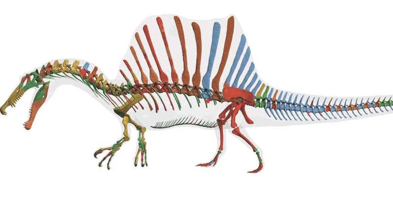 Spinosaurus is first dinosaur known to have been adapted to an aquatic lifestyle