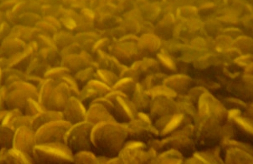 A notorious shellfish from Asia was discovered in hot water beside the Lough Ree Power plant at Lanesborough in Co Longford