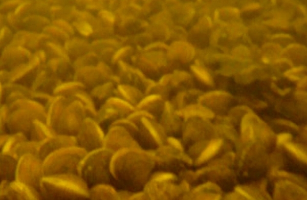 A notorious shellfish from Asia was discovered in hot water beside the Lough Ree Power plant at Lanesborough in Co Longford