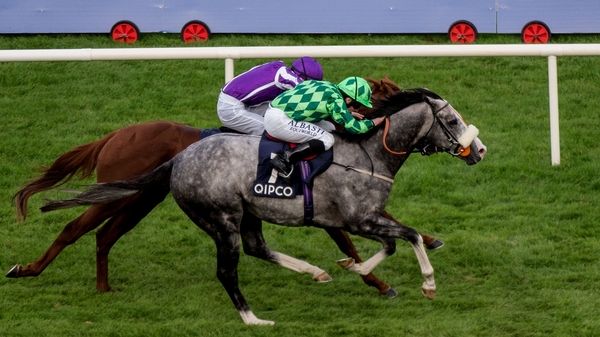 The Grey Gatsby is a general 11-8 chance for the Tattersalls Gold Cup