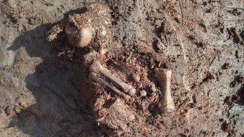 The ancient bog body has been discovered at a midland bog (Pic: National Museum of Ireland)