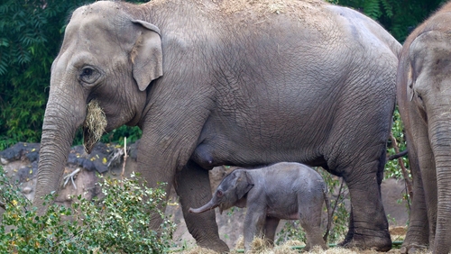 The calf was born to mother Bernhardine on Wednesday night