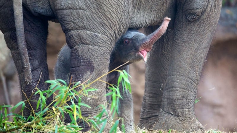 The female elephant calf born to Bernhardine last Wednesday at Dublin Zoo