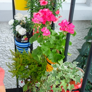 Stripped plant pots - €1.50, Eurogiant, http://www.eurogeneral.ie