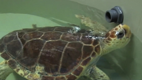 Leon the turtle was in a coma and suffered severe injuries