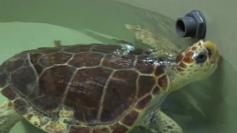 Leon the turtle was in a coma and suffered severe injuries