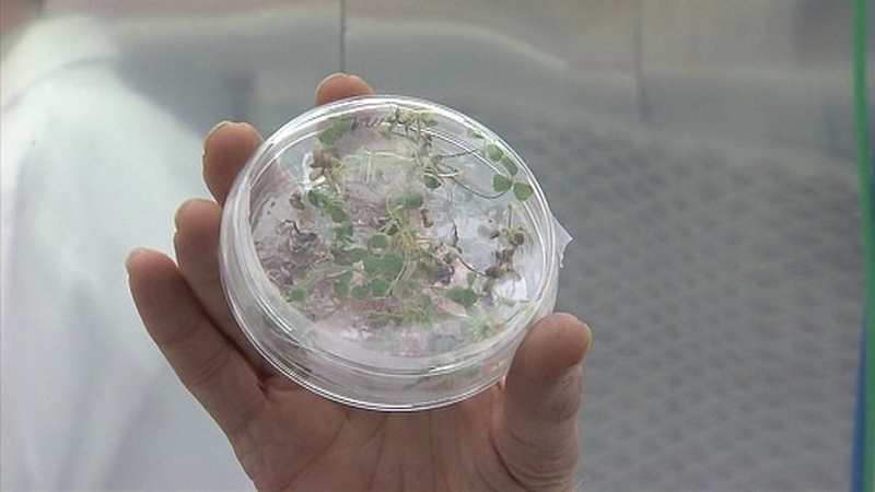 If successful, it may lead to crops such as peas and radishes being grown in space