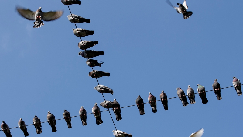 Birdwatch Ireland said most of the complaints were about hedge cutting during nesting season