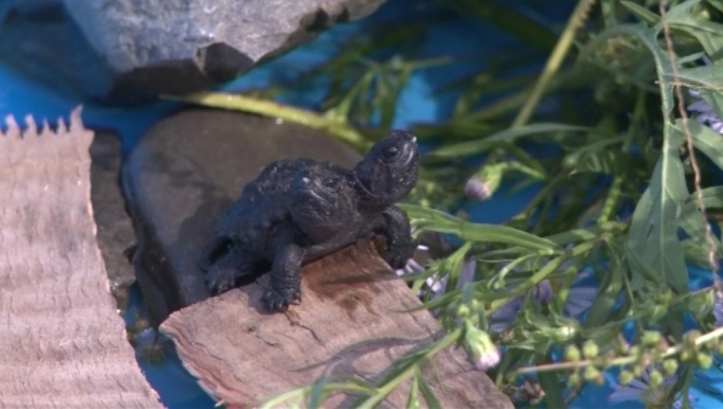 The turtle named “Frank and Stein” was covered in dirt when it was discovered