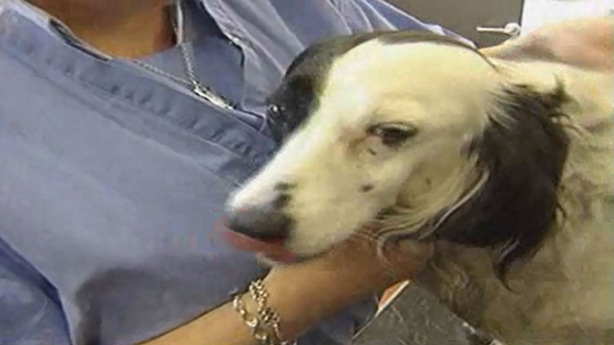 Pet Passports