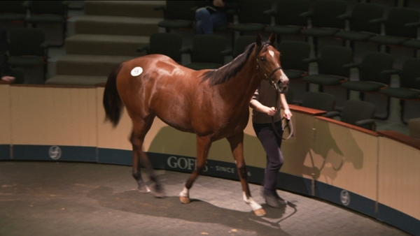 1,300 buyers in Co Kildare for horse trading at Goffs