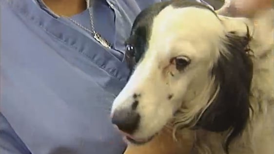 Pet Passports (2004)