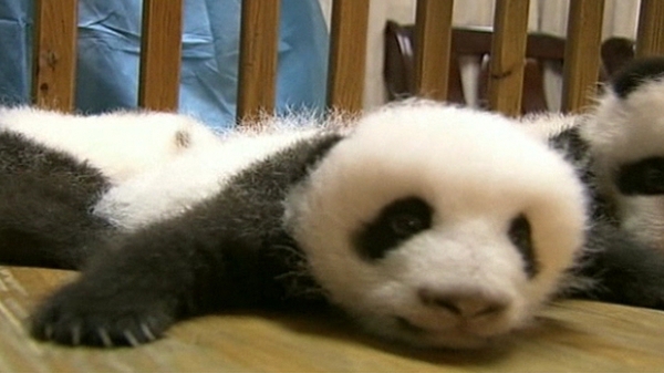Nine baby pandas make public debut in China