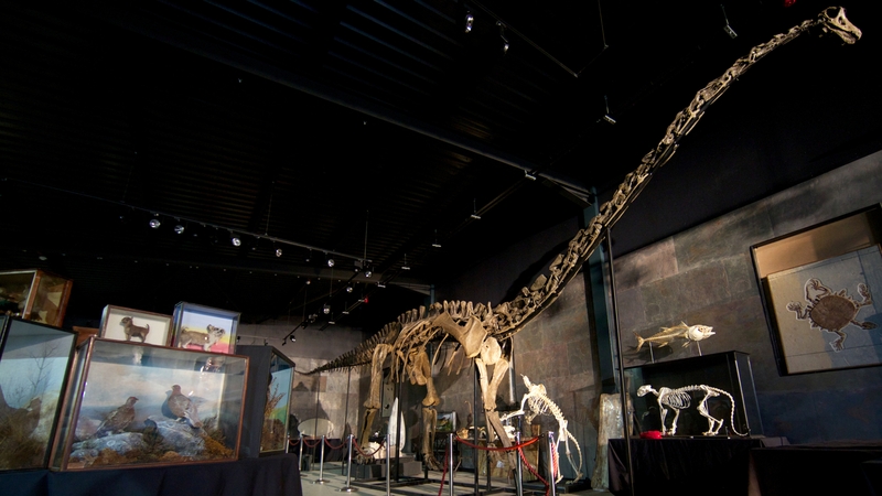 The skeleton of a Diplodocus Longus, one of the most iconic dinosaurs and one of the largest animals to have walked on earth