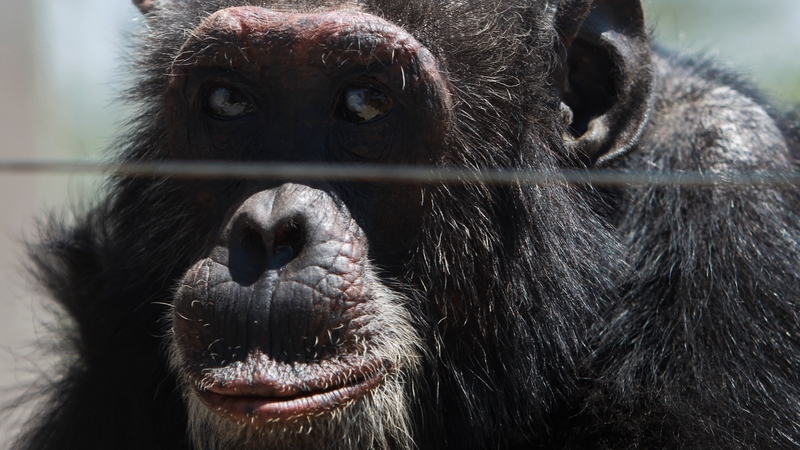 A chimpanzee at a sanctuary in Kenya