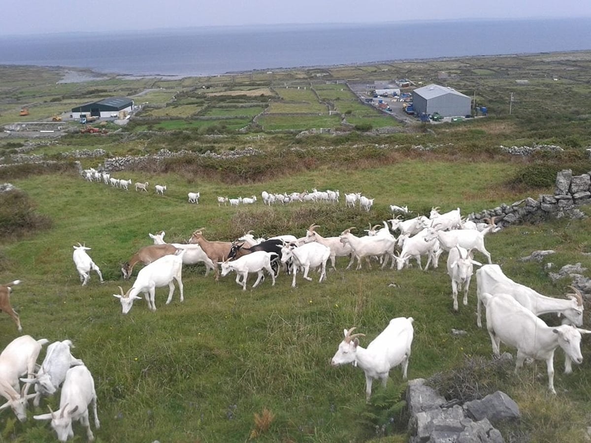 Mac Dara Ó Conaola.