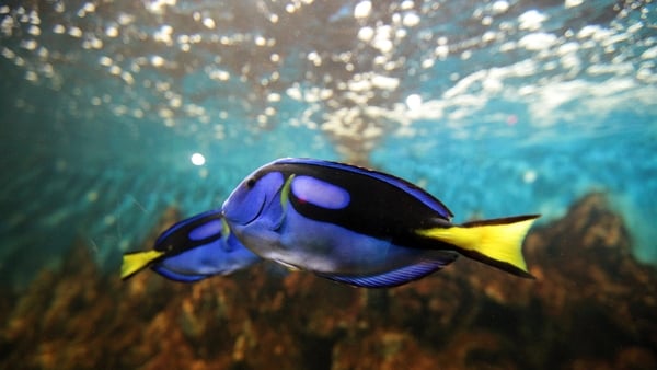 Researchers have projected a large-scale shift of marine fish and invertebrates from the tropics