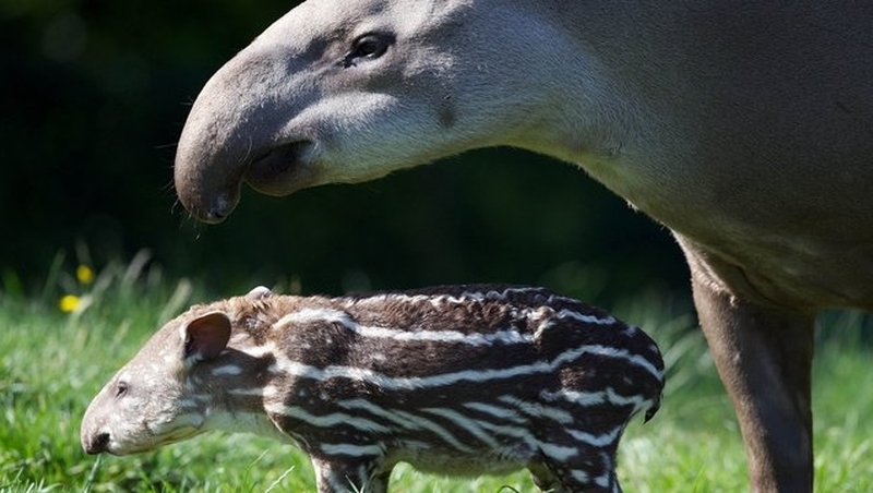 The incident occurred during a supervised visit to the tapir enclosure